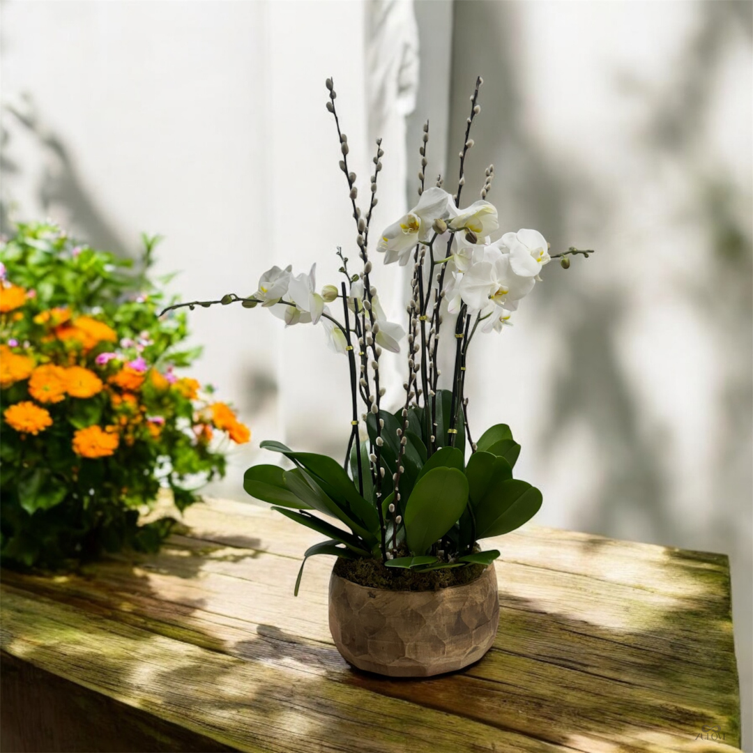 Sublime Orchid 3 – Timeless White Orchid