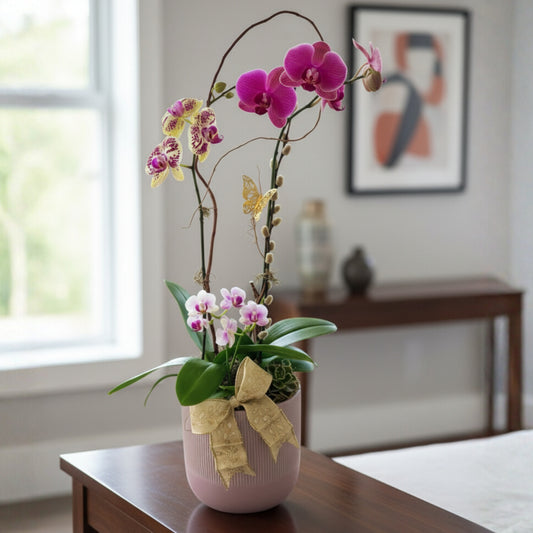 Zulove Serenity Bloom – Orchid Arrangement in Elegant Pot