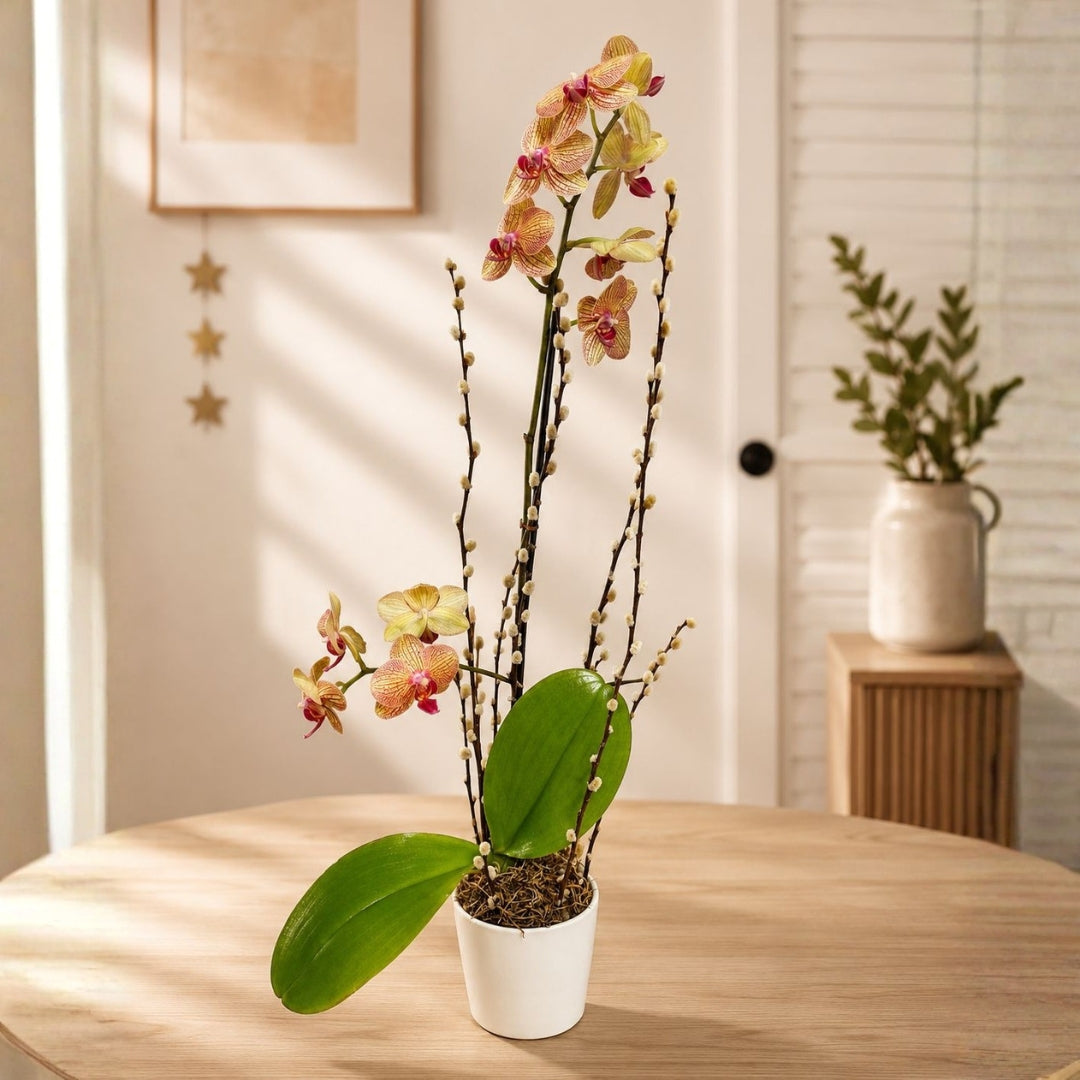 Classic Orchid – White Orchid with Pussy Willow in Elegant Base
