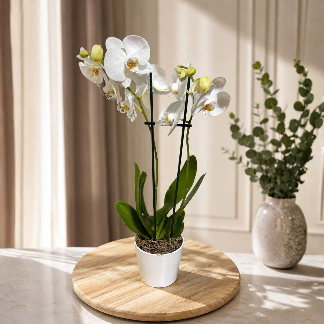 orquidea blanca elegante en base decorativa puerto rico