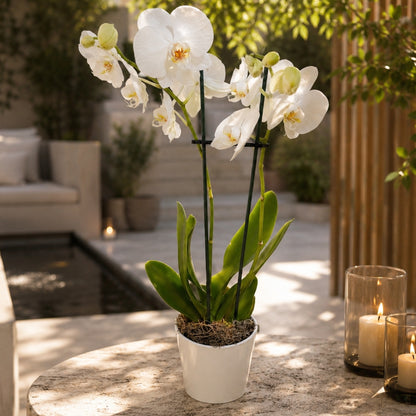 orquidea blanca elegante en base decorativa puerto rico