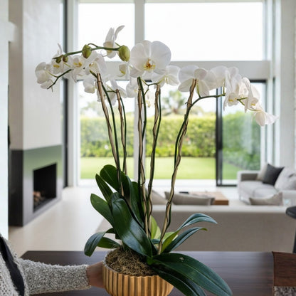orchid gold ceramic arrangement puerto rico elegant