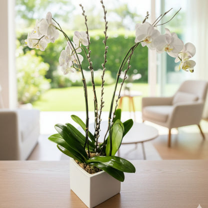 orquidea blanca arreglo ceramica puerto rico elegante
