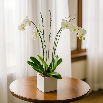 orquidea blanca arreglo ceramica puerto rico elegante